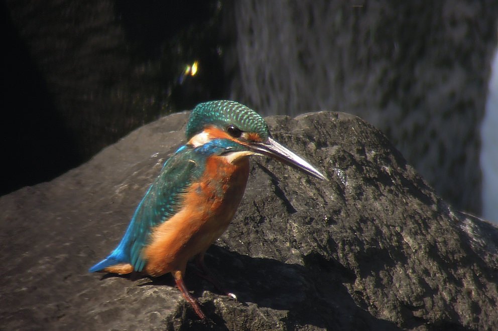 湯殿川のカワセミ　1101