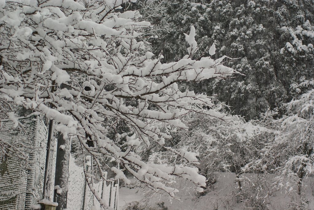 雪の華・・