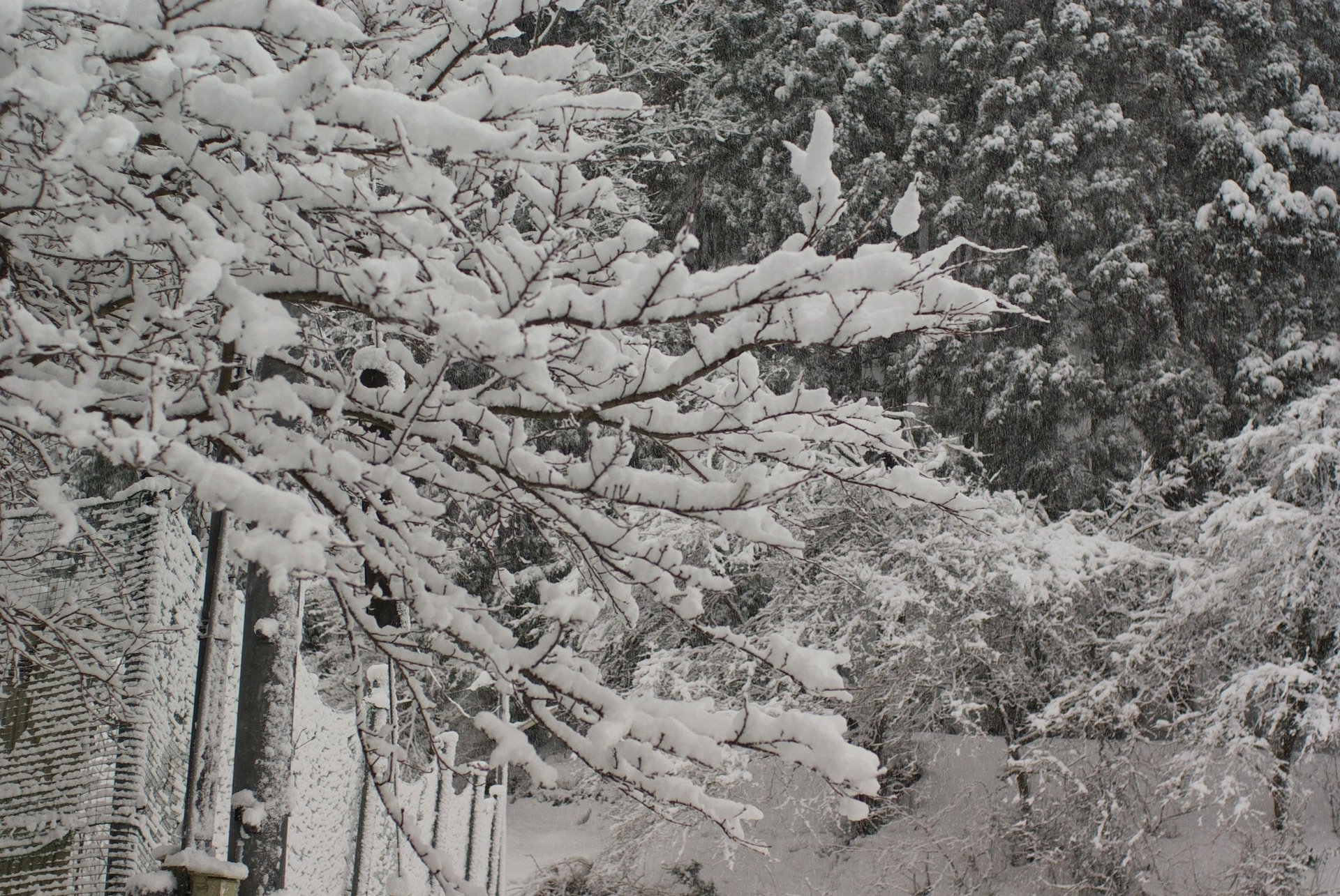 雪の華・・