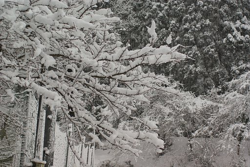 雪の華・・