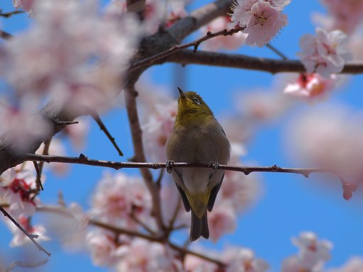 梅と青空の下