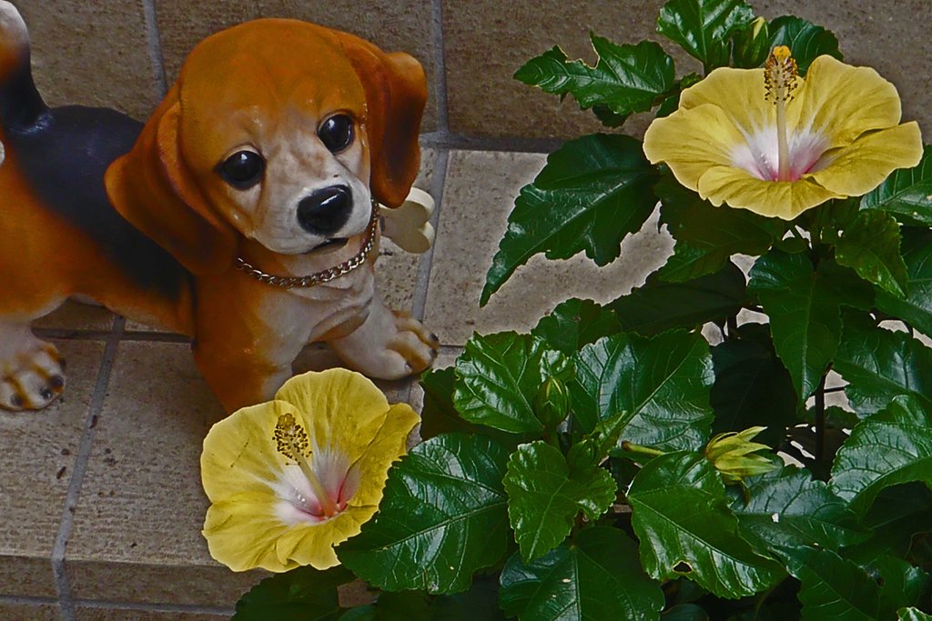 子犬とハイビスカス　Ⅱ