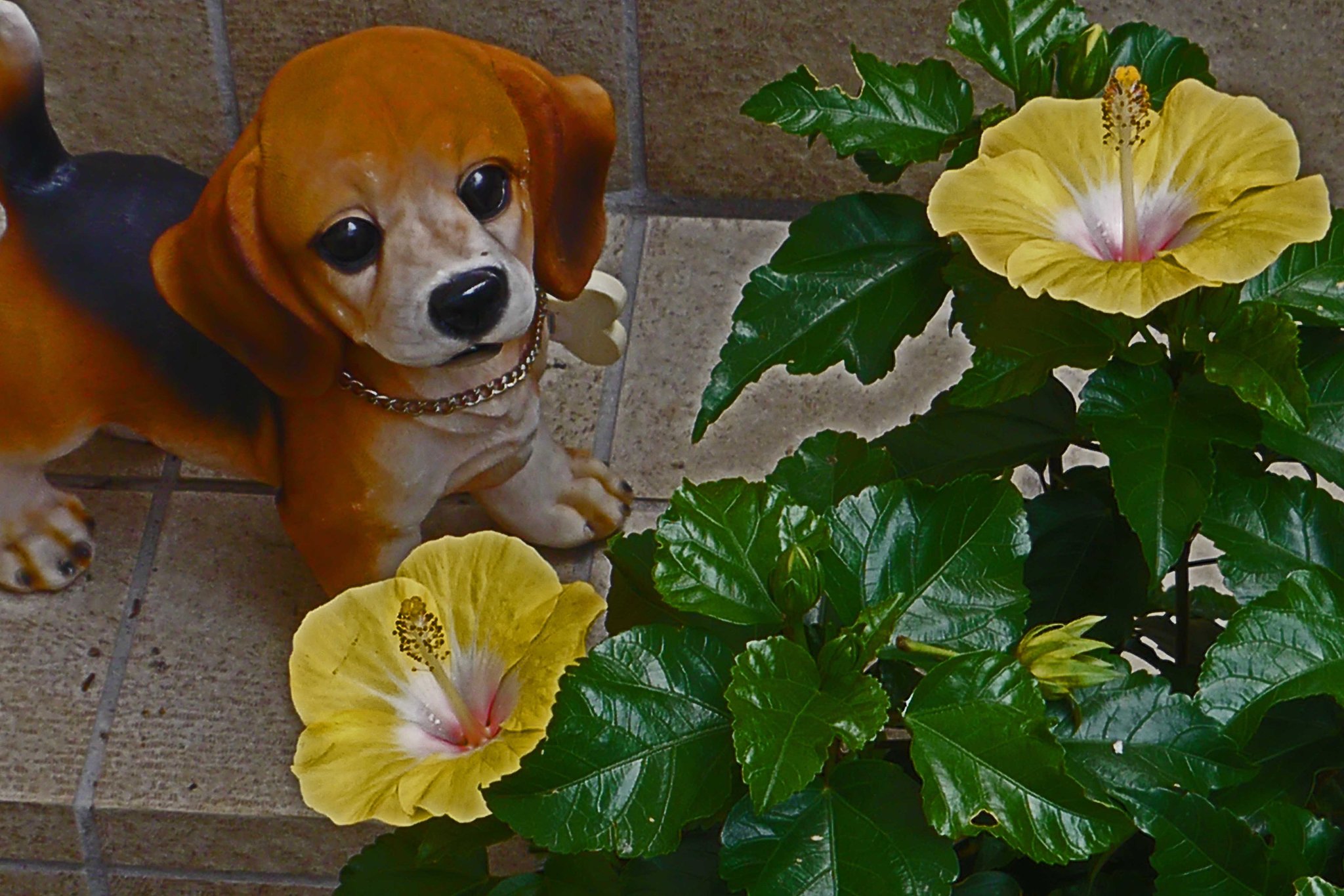 子犬とハイビスカス　Ⅱ