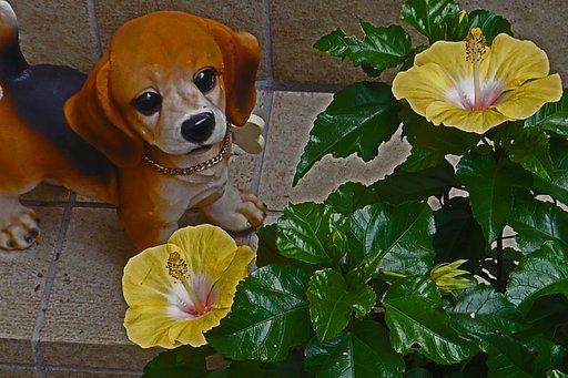 子犬とハイビスカス　Ⅱ