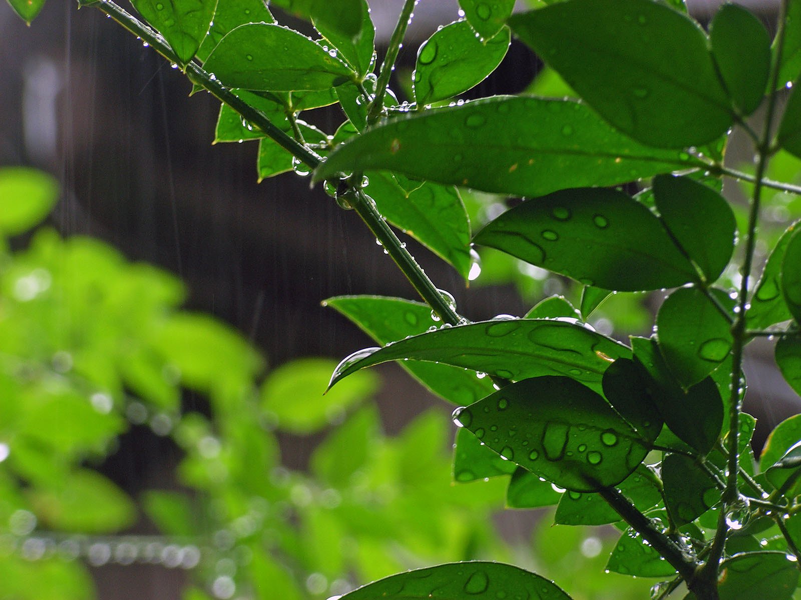 雨脚と水滴