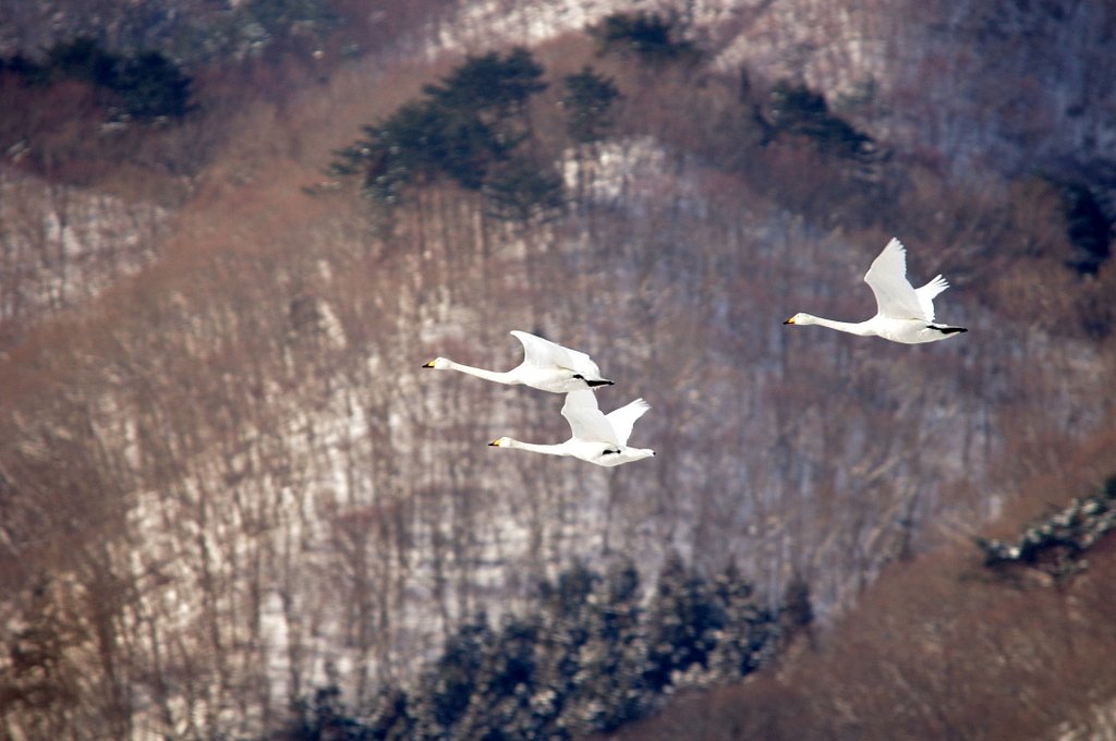 我が町の白鳥