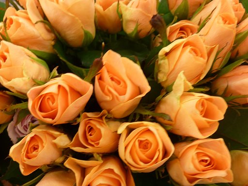 薔薇
