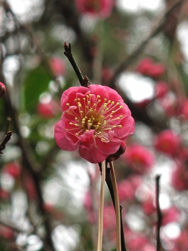 紅梅