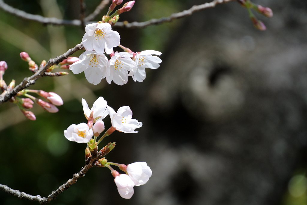 桜
