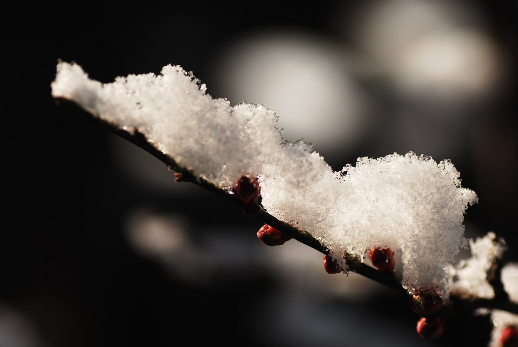 梅の雪化粧①