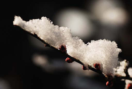 梅の雪化粧①