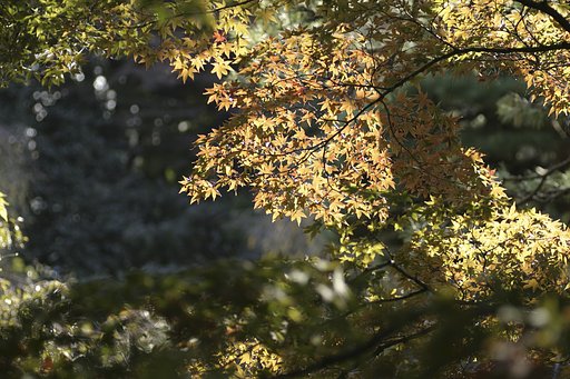 御苑 紅葉情報