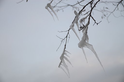 冬の樹の遊び