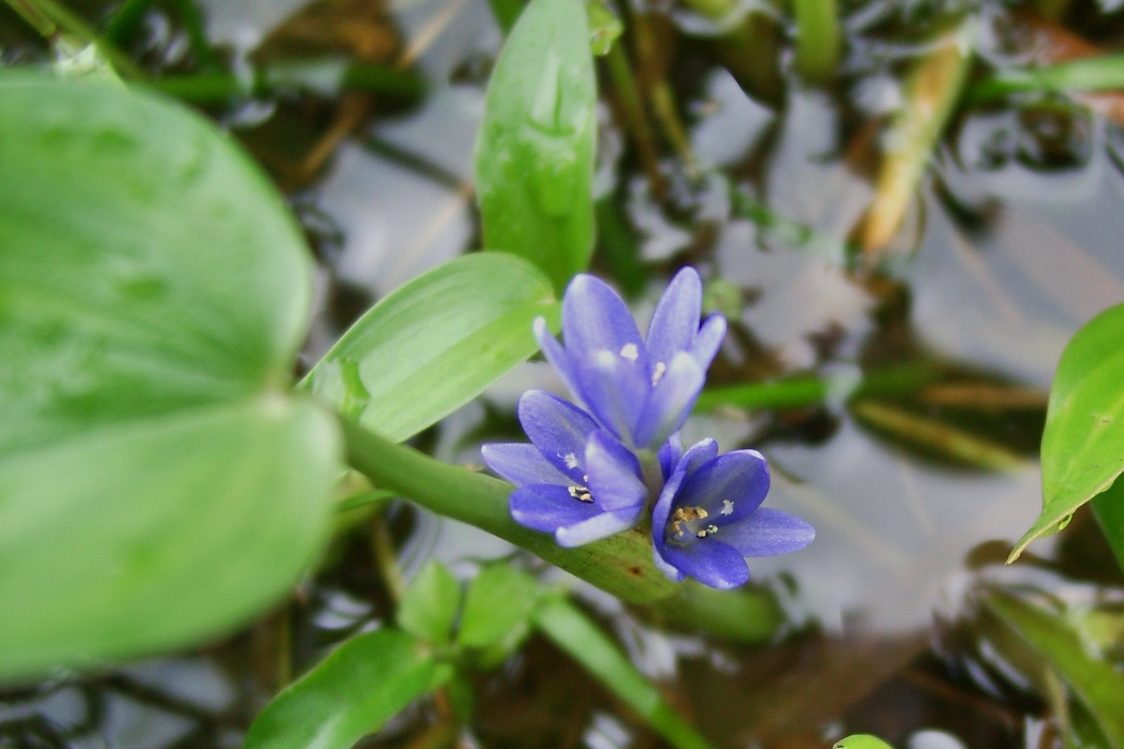 オモダカの仲間の花
