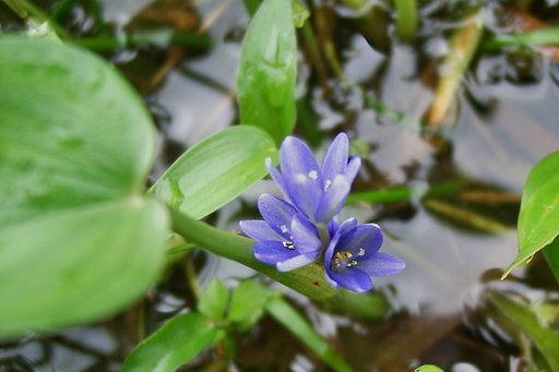 オモダカの仲間の花