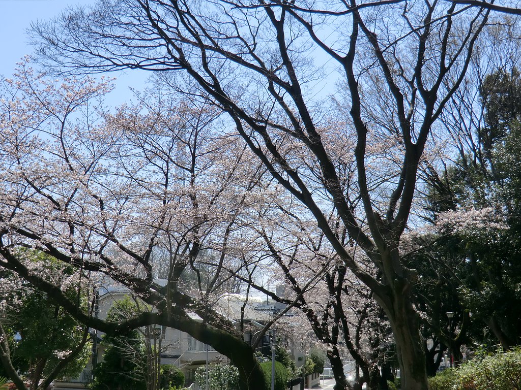 公園の桜