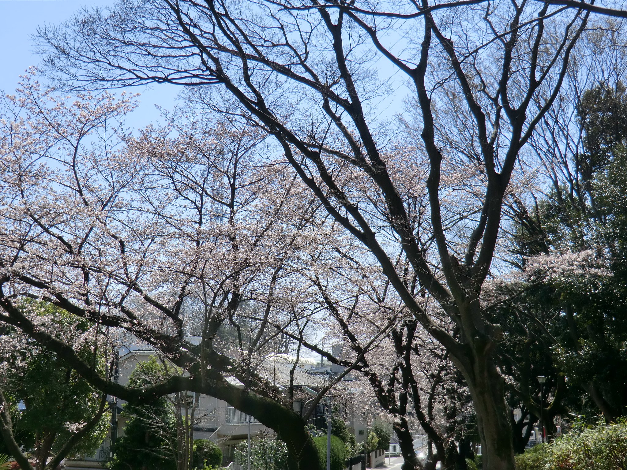 公園の桜