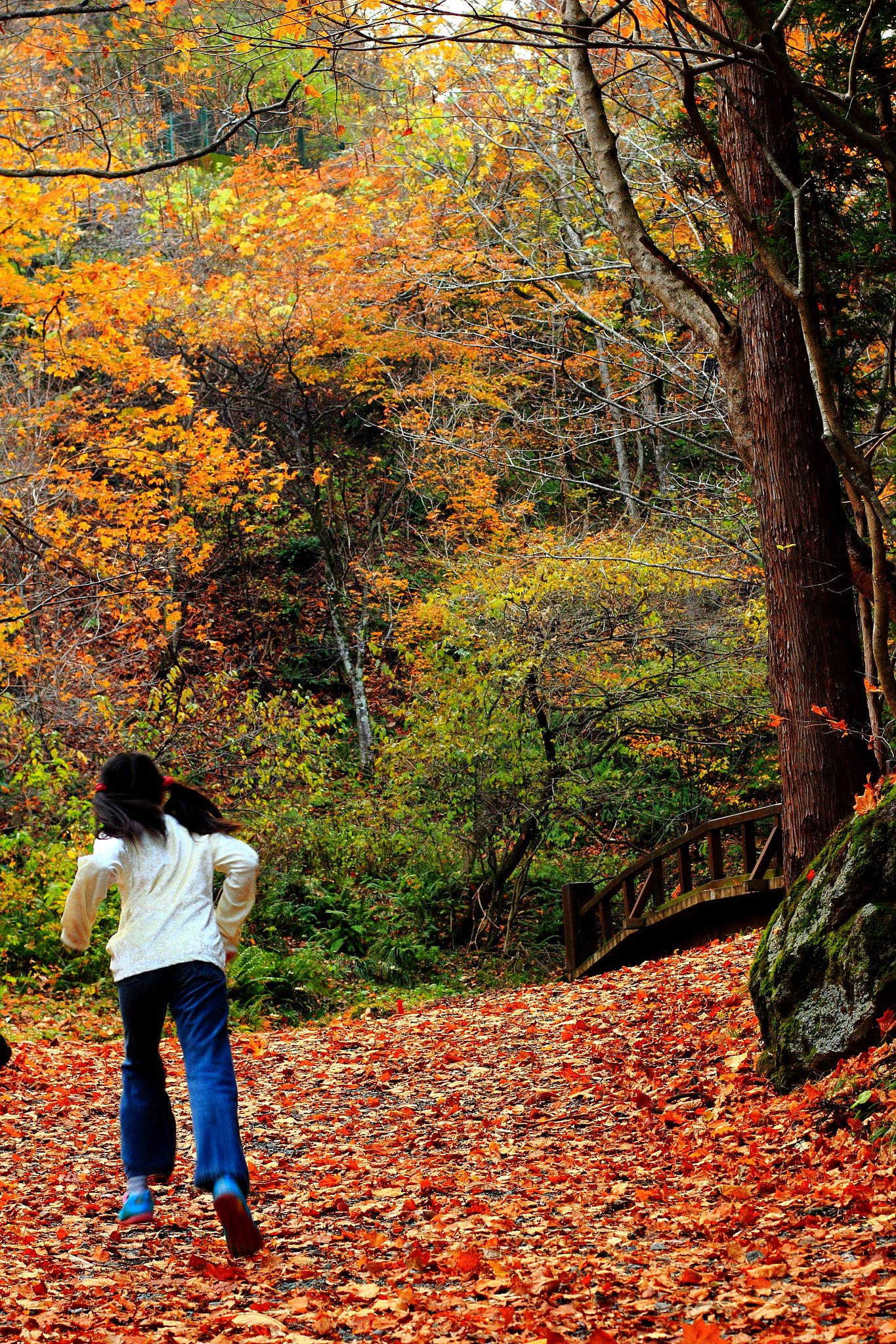 紅葉の散歩道