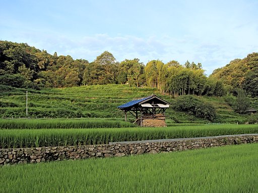 棚田