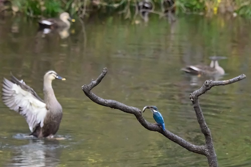 カワセミとカルガモの関係