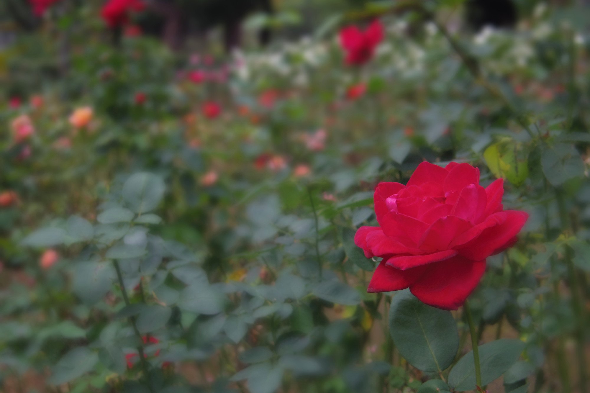 気が付けば薔薇が