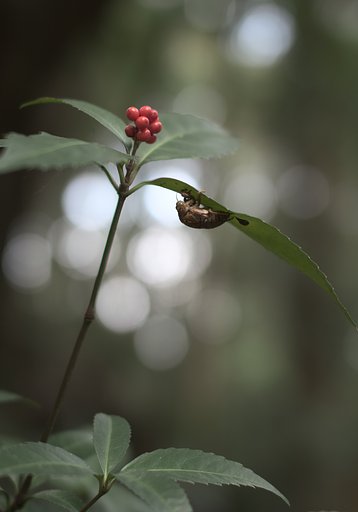 「わびさび」　空蝉