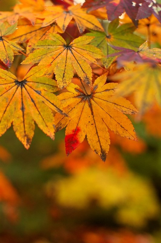 職場では好評でした。　こっちが、その２