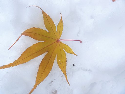 よいとこ撮り