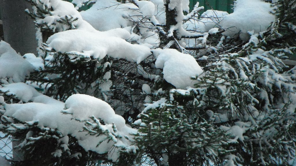 大雪