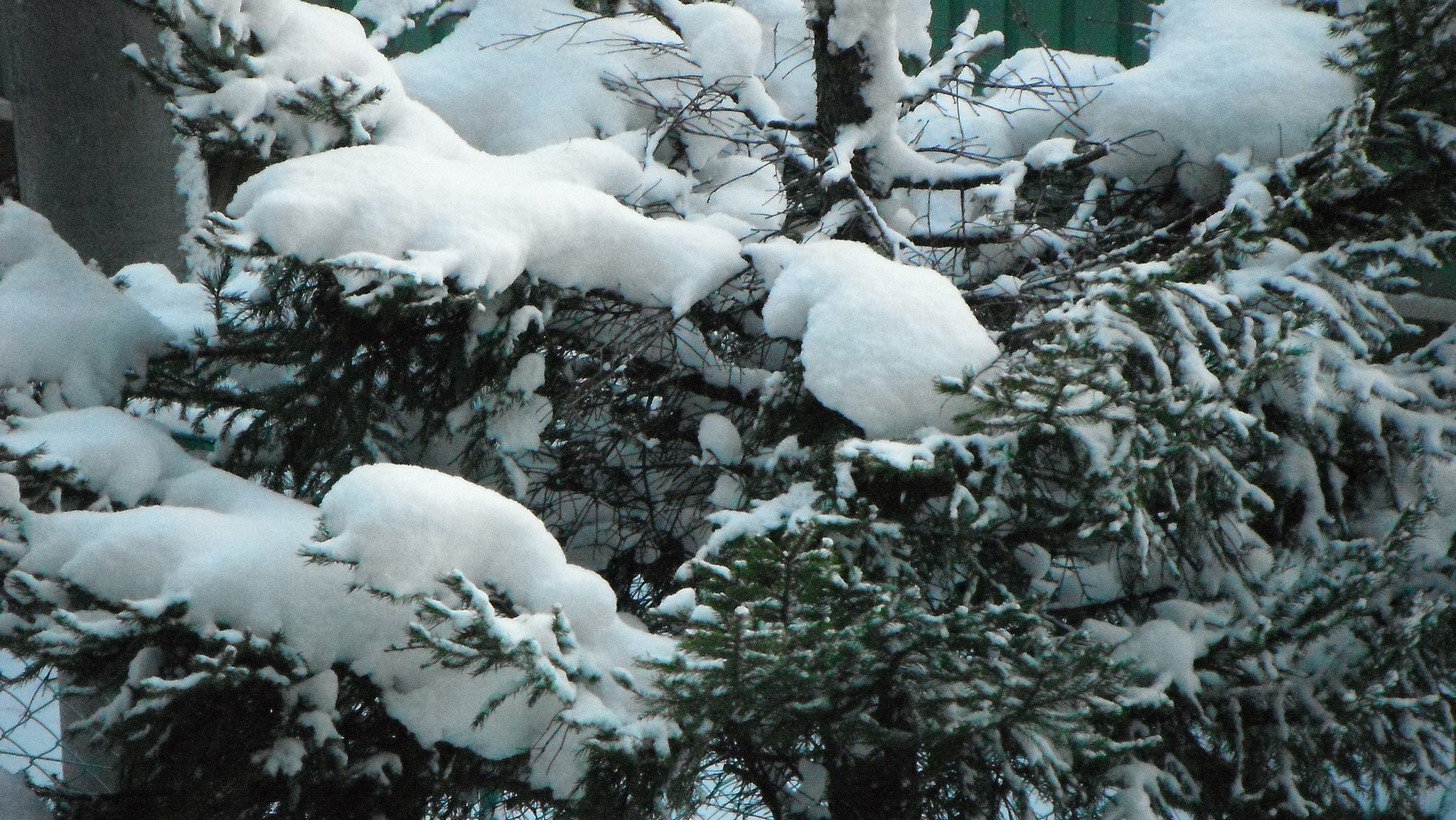 大雪
