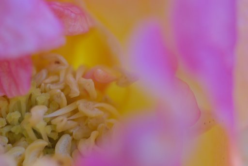 バラの花