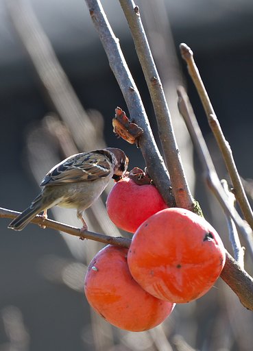 「紅」柿を採食中