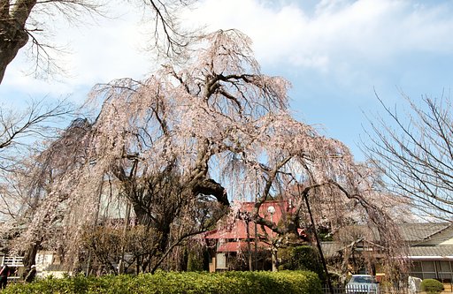 しだれ桜