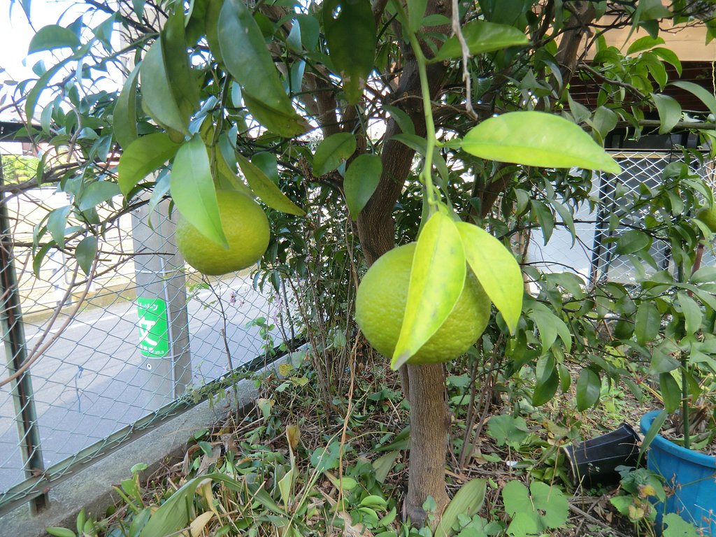 橙が生りました