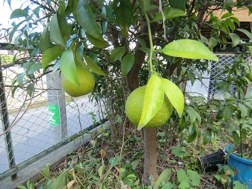 橙が生りました