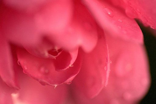 【紅】の色したさざんか