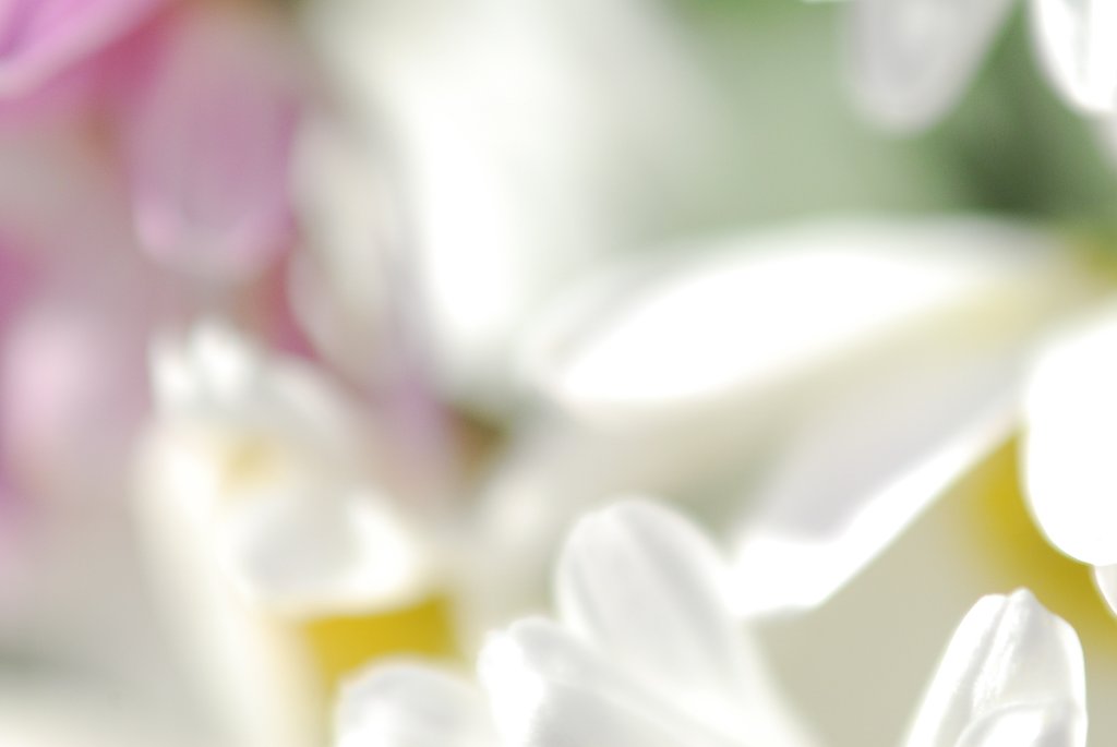 晩秋の小菊