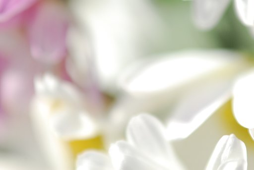 晩秋の小菊