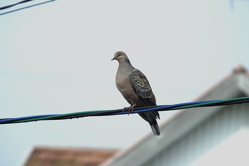 青に対して白