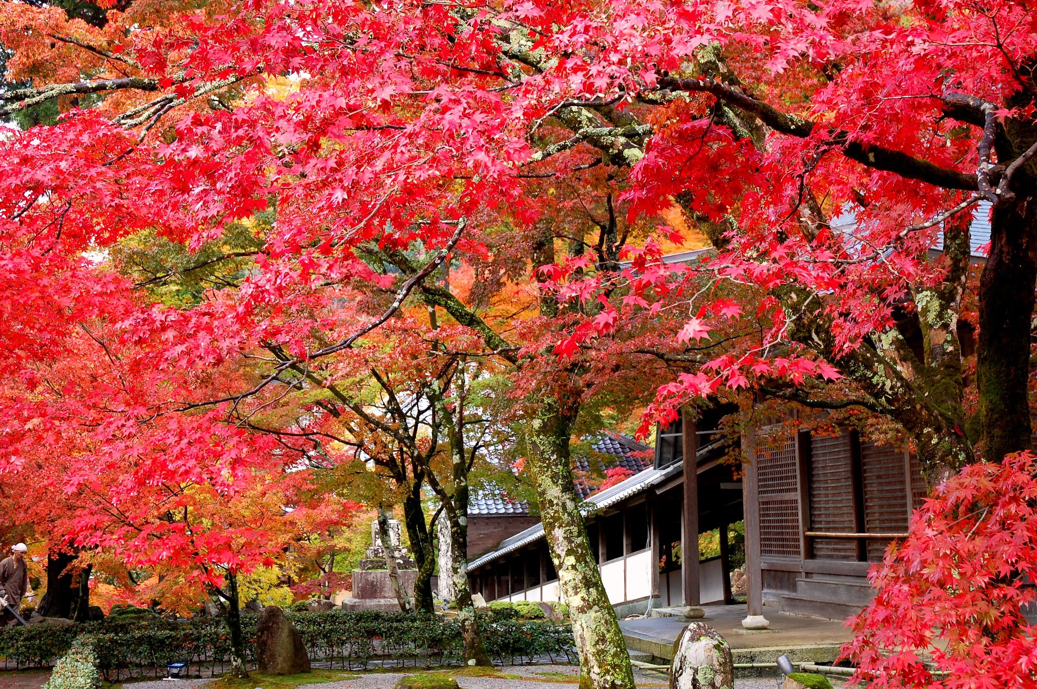 紅葉