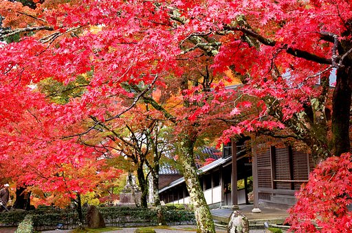 紅葉