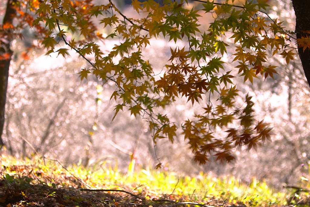 紅葉と冬桜