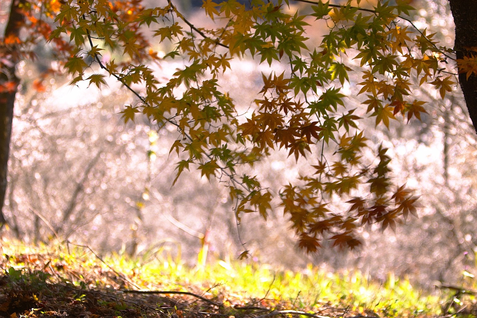 紅葉と冬桜