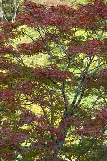 あまのじゃく紅葉