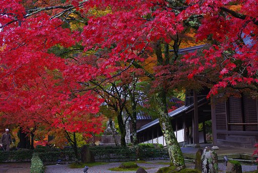 紅葉
