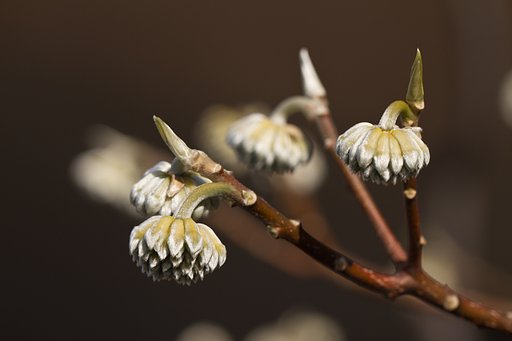 何の花だったかなぁ〜