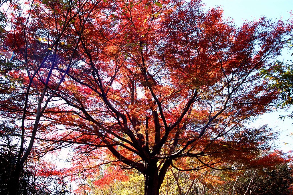 紅葉