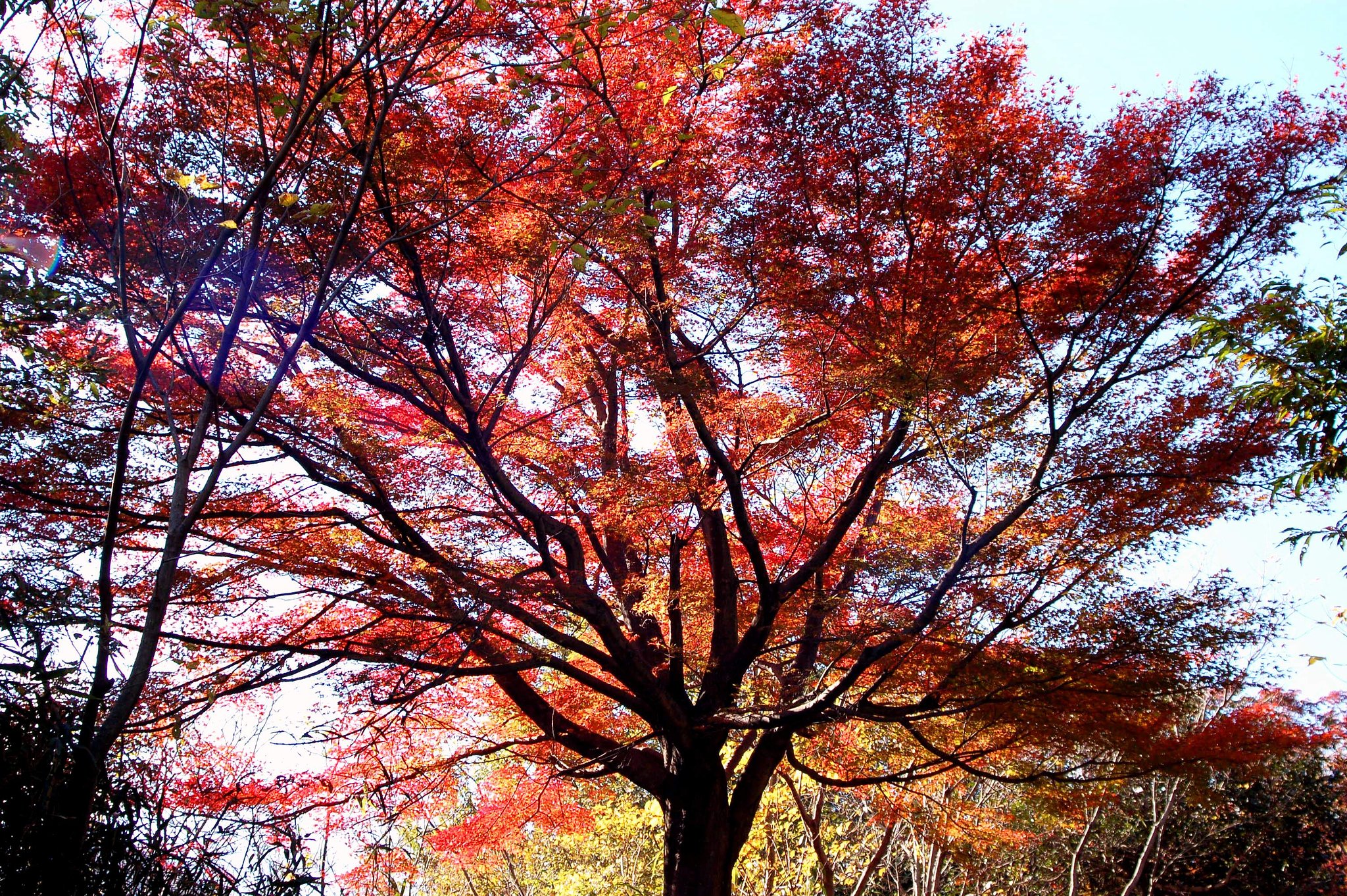 紅葉