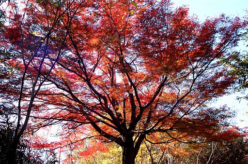 紅葉