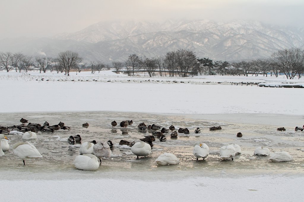 瓢湖の風景